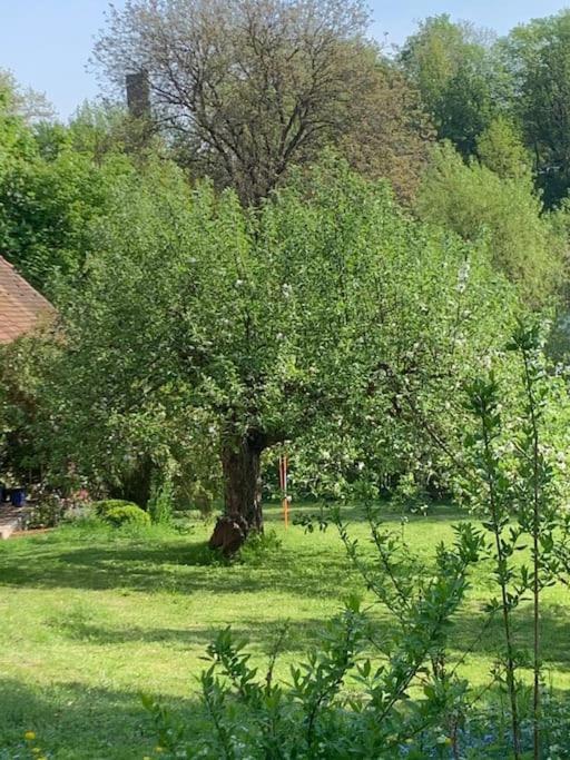 Ferienwohnung In Historischer Muehle Buchen  Esterno foto